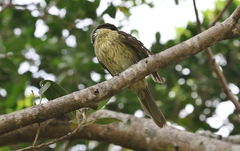 Gavicalis versicolor