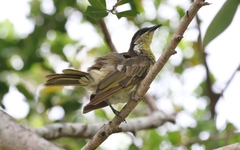 Gavicalis versicolor