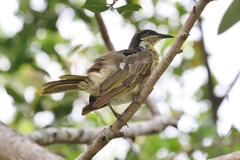 Gavicalis versicolor