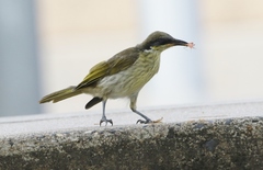 Gavicalis versicolor