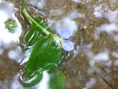 Commelina communis communis