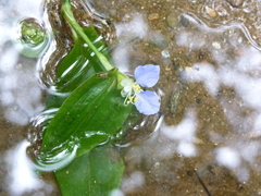 Commelina communis communis