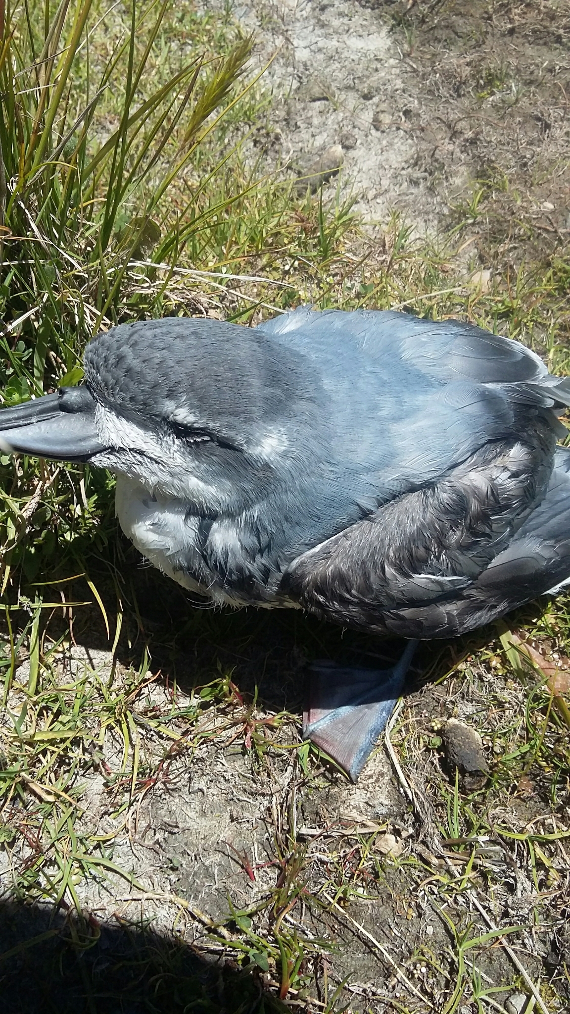 Broad-billed Prion illustration