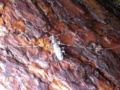 Acanthocinus aedilis