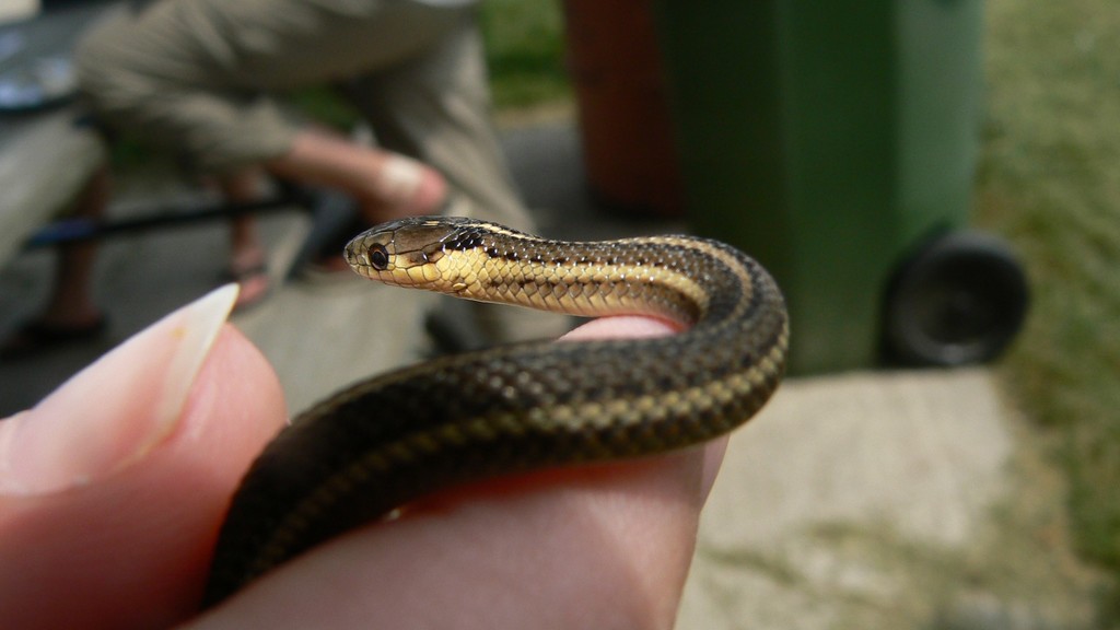 Butler's Garter Snake in August 2007 by Anthony Zammit · iNaturalist