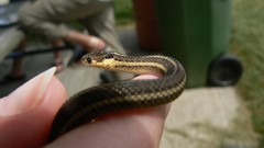 Thamnophis butleri