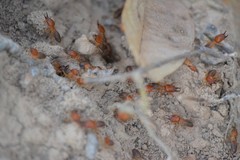 Syntermes molestus