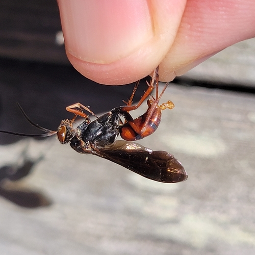 Rusty Spider Wasp photo 4
