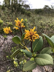 Palicourea rigida