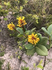 Palicourea rigida