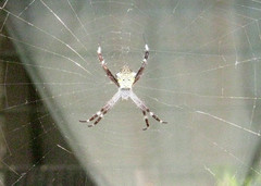 Argiope appensa