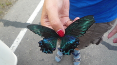 Papilio maackii