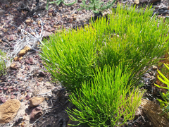 Nanobubon strictum