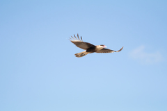Caracara plancus