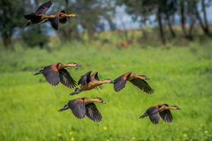 Wandering Whistling-Duck photo 3