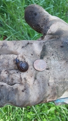 Helminthoglypta traskii