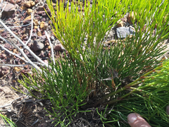 Nanobubon strictum