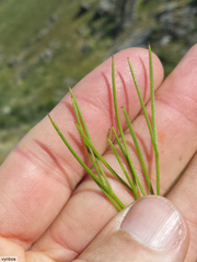 Nanobubon strictum