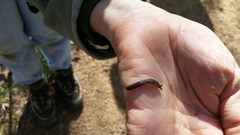 Hesperarion hemphilli