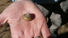 Helminthoglypta traskii