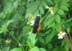 Lepidoptera