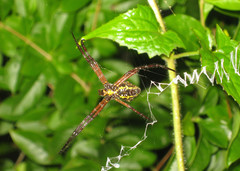 Argiope