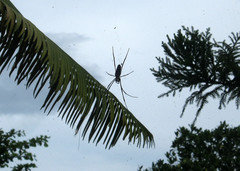 Nephila pilipes