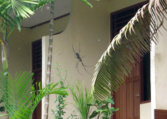 Nephila pilipes
