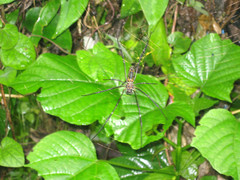 Nephila pilipes