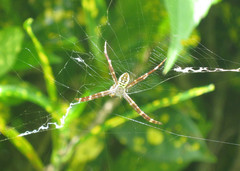 Argiope