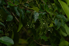 Gymnosporia mossambicensis image