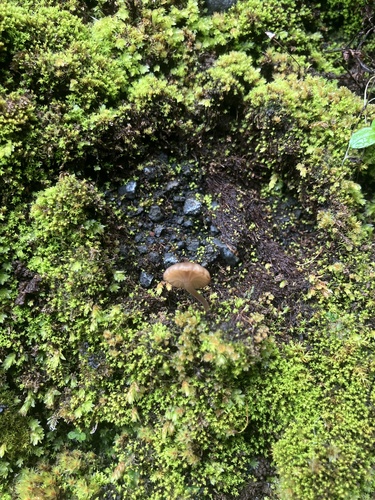 kalichovka (Omphalina)