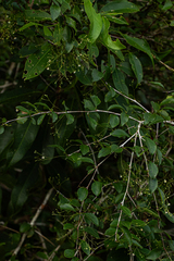 Gymnosporia mossambicensis image