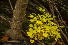Thalictrum thalictroides