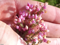 Erica bergiana bergiana