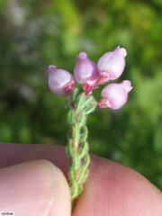 Erica bergiana bergiana
