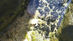 Pachygrapsus crassipes