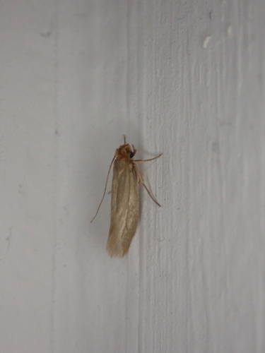 Common clothes moth