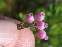 Erica bergiana bergiana