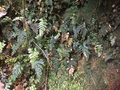 Abrodictyum elongatum