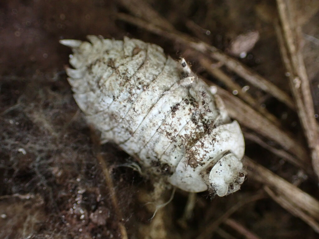 Woolice Rocks Woodlice, Pillbugs, and Rock Slaters from Vauvenargues, France on July ...