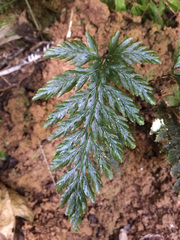 Abrodictyum elongatum