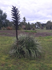 Puya × berteroniana
