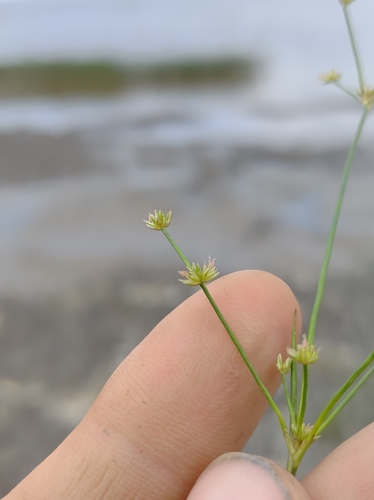Image of Juncus brachycephalus by no rights reserved