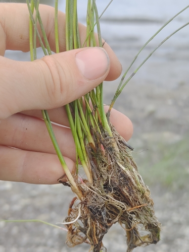 Image of Juncus brachycephalus by no rights reserved