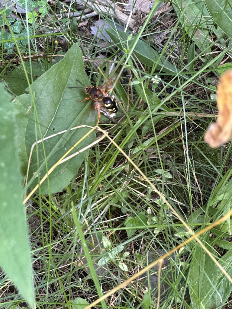 Eastern Cicada-killer Wasp from Buffalo, IA, US on July 28, 2023 at 02: ...