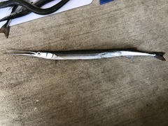 California Needlefish photo 2
