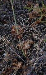 Lichtensteinia latifolia