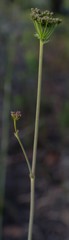 Lichtensteinia latifolia