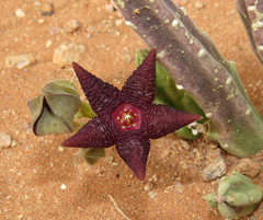 Stapelia similis
